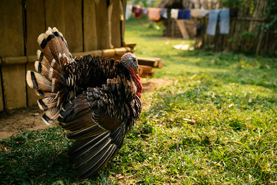 Guatemala