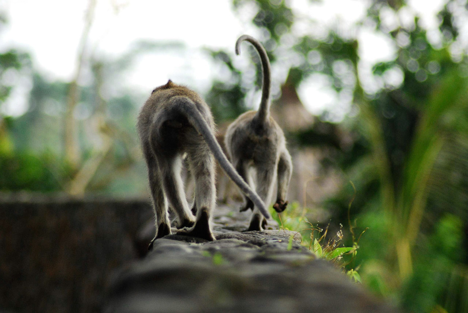 Bali Wedding Photographer