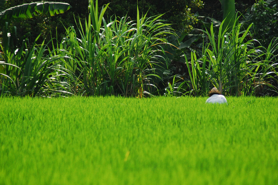 Bali Wedding Photographer