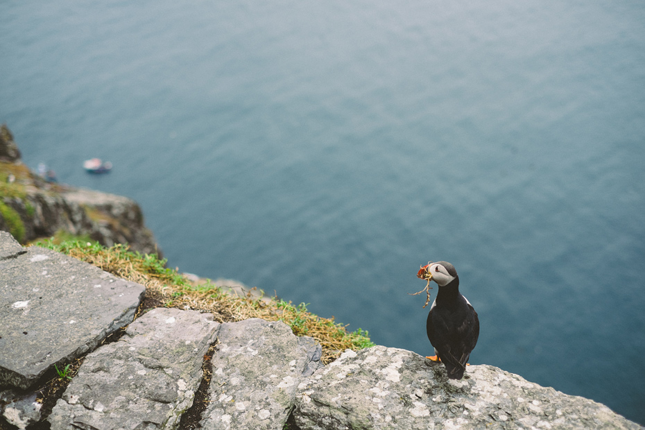 Skellig Michael Puffin