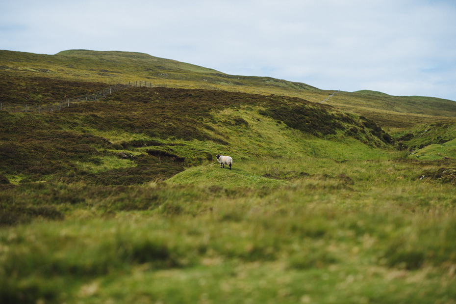 Isle of Skye Sheep